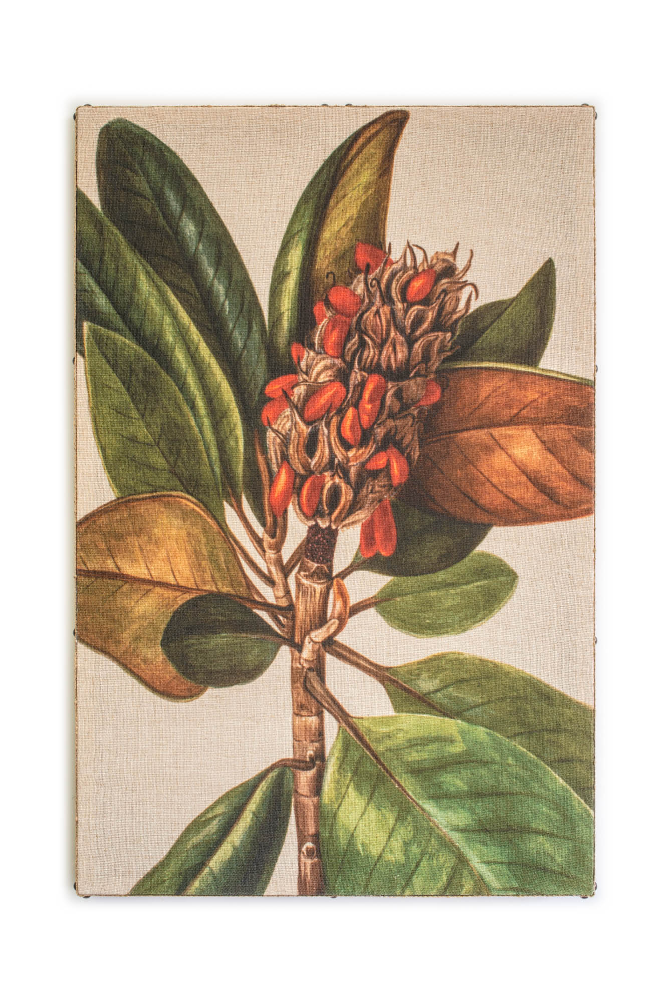 Tropical Red Flowers