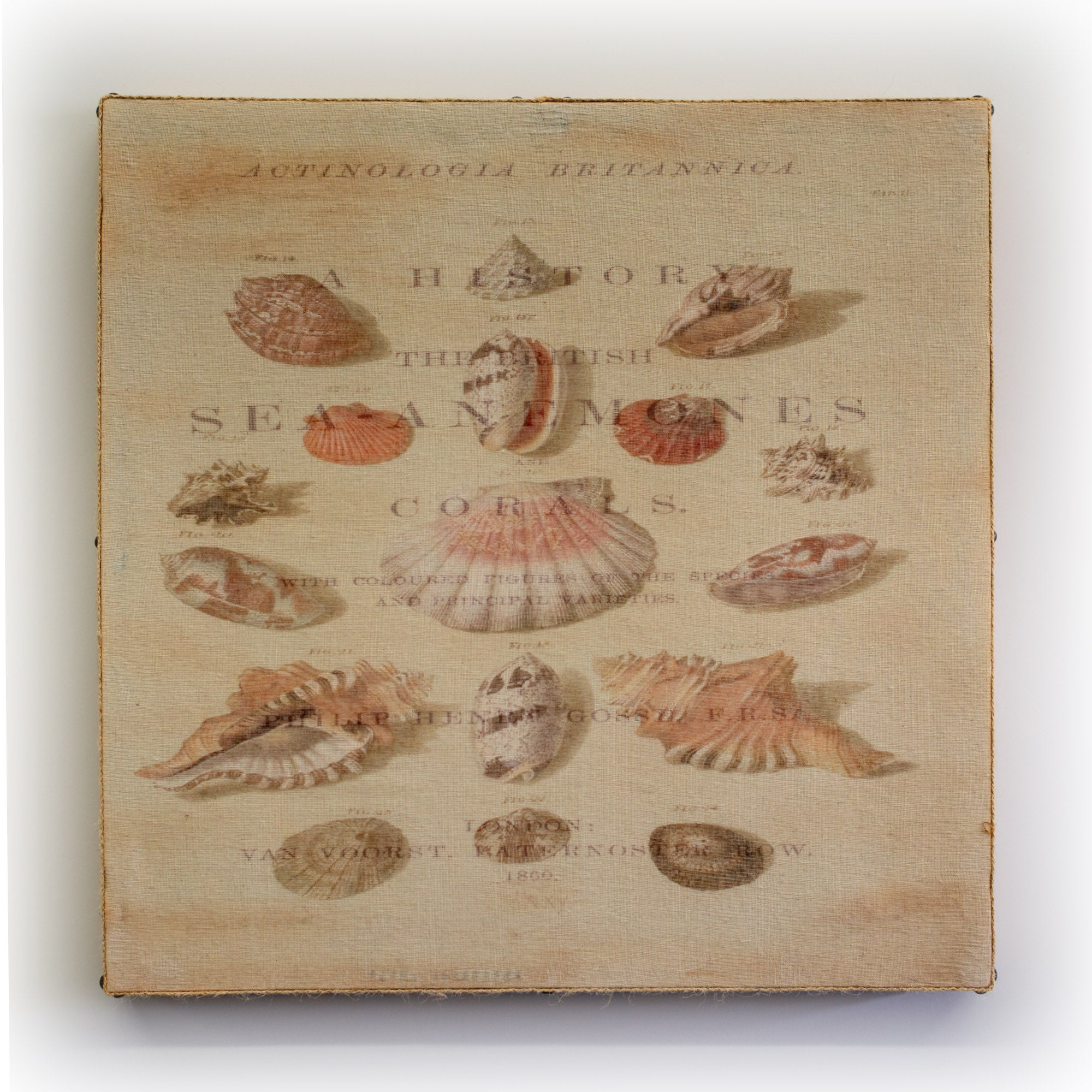 Wall Art Multi Sea Anemones