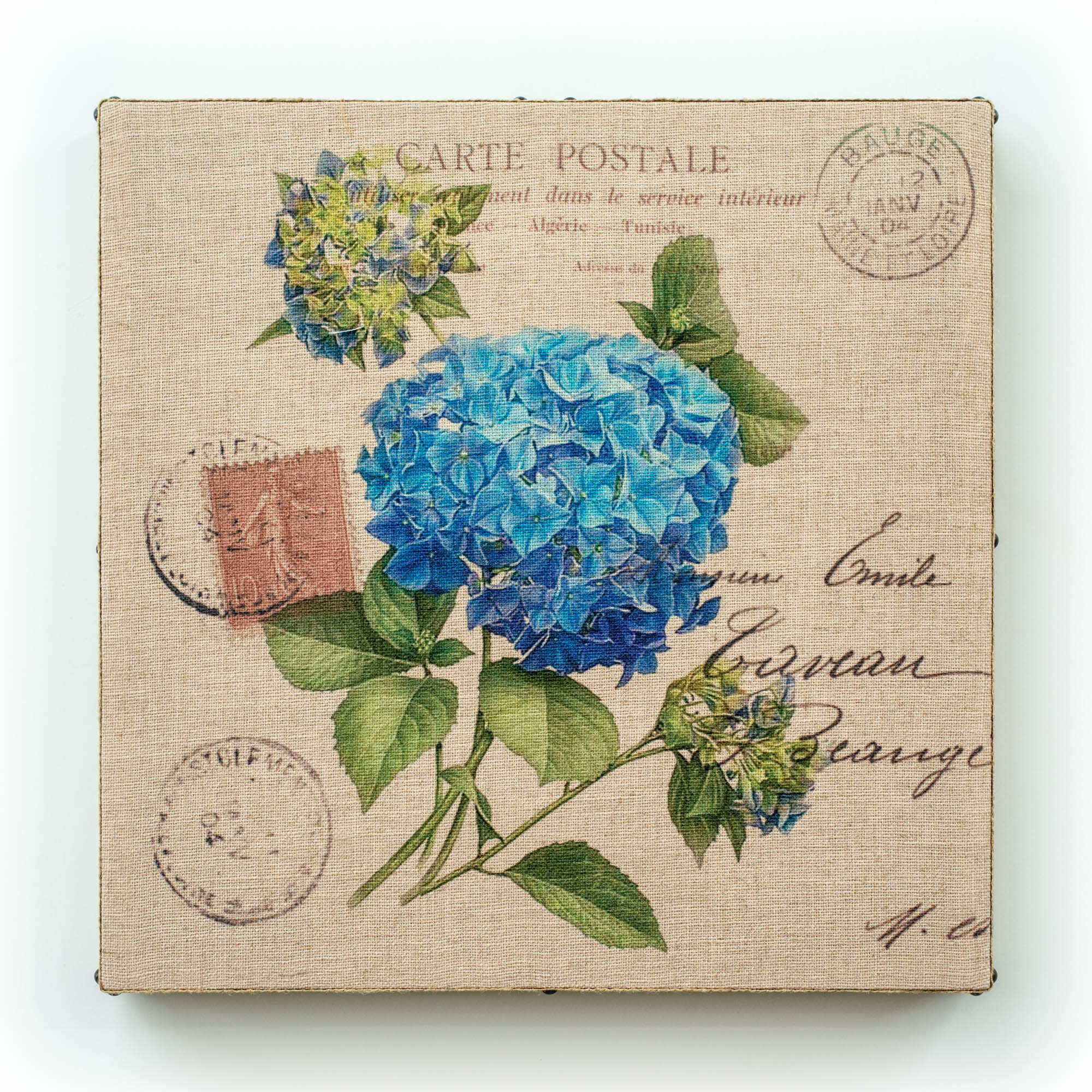 Postal Blue Hydrangea
