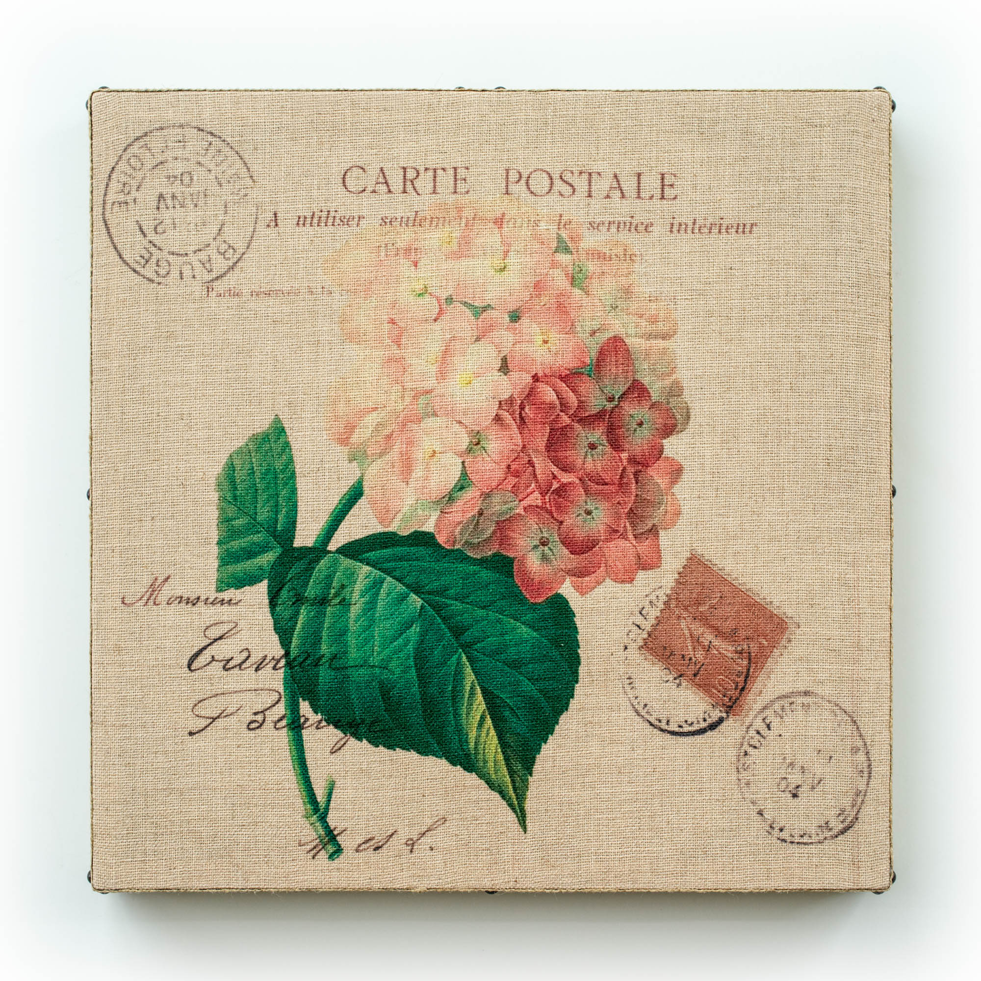 Postal Pink Hydrangea