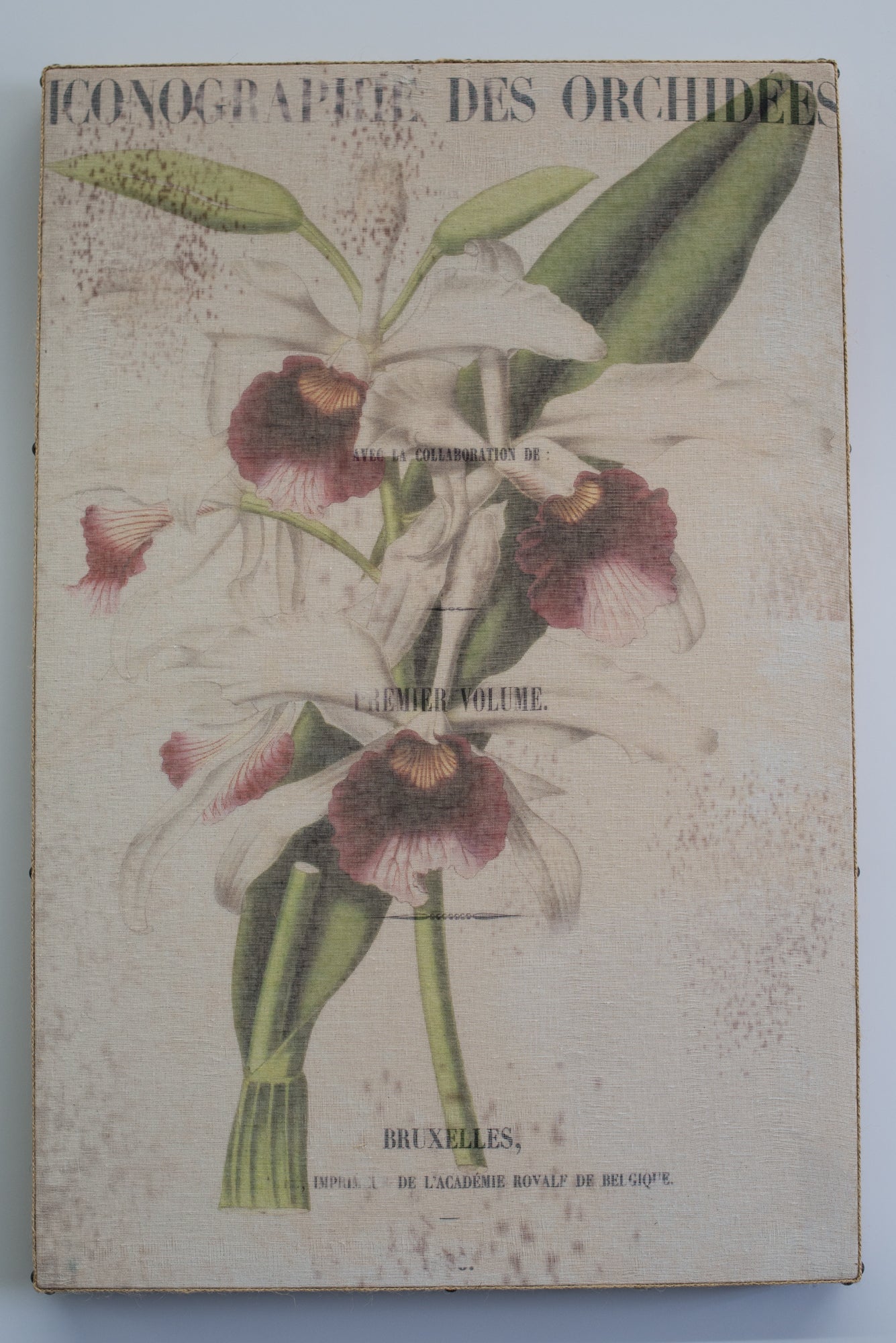 Multi Layer Art White Orchid