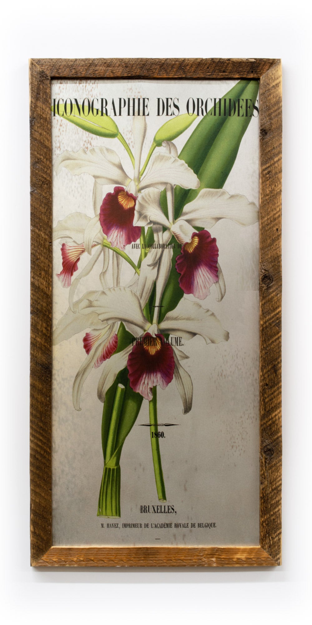 White Orchid on Galvanized Steel