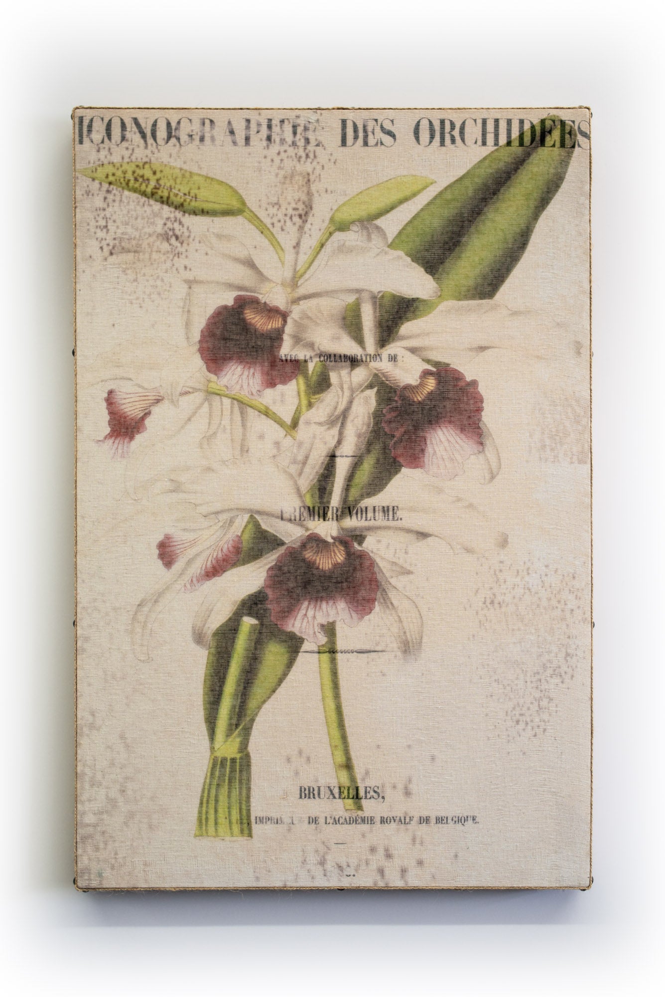Wall Art Multi White Orchid
